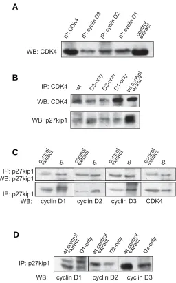 Fig. 2 (Left). Analysis of CDK4 activity. Protein extracts were prepared
