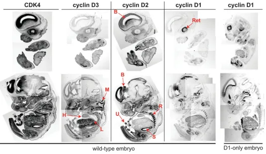 Fig. 4. CDK4 and cyclin D expression in E13.5 mouse embryos. Sections of wild-type embryos were hybridized with riboprobes specific for CDK4,cyclin D1, cyclin D2 or cyclin D3