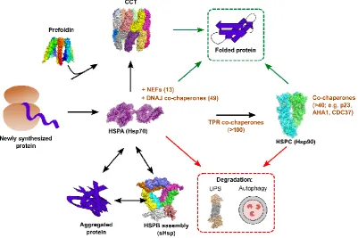 Figure 1. Overview of major chaperone systems in human cells. Newly translated proteins interact cotranslationally with HSPA/Hsp70, which functions together with 49 co-chaperones of the DNAJ family and 13 nucleotide exchange factors (NEFs)