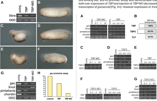 Fig. 1. Over-expression and repletion of TBP inhibits axis formation. (A) Both over-expression of of containing the promoter of formation