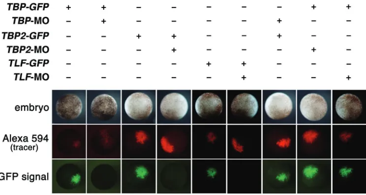 Fig. 3. The concentration of each TBP-type gene affected mutuallyone another’s expression at gastrula stage
