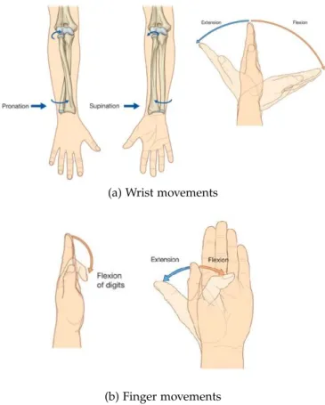 Figure 2: Hand and wrist joints movements [ 11 ]