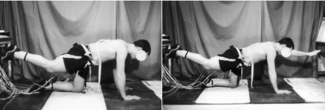Figure 7Single leg extension holds, while on the hands and knees, produces mild extensor activity and lower spine compression(< 2500N)