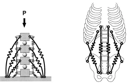 Figure 3 Spine stiffness (and stability) is achieved by a complex interaction of stiffening structures along the spine (left panel)and those forming the torso wall (right panel).