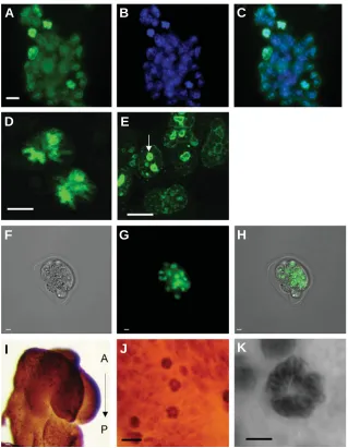 Fig. 1. Nuclear localization of CAPN2 during early developmental stages: from EScells to E 8.5 embryovisible hereintense chromosomal signal; as a consequence, the weaker cytoplasmic signal is notfications of chromosome labelling DAPI nuclear staining light