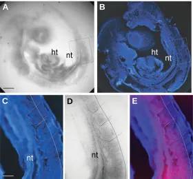 Fig. 3. Expression of calpain2 in the somites of an E9.5 embryo. Sagittalµ