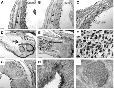 Fig. 4. Calpain2 expression at