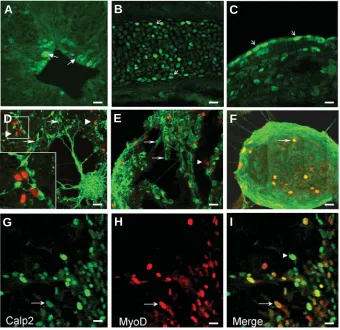 Fig. 5. Nuclear localization of CAPN2 during organogenesis and in explant tissues. Onand trunk regions generated neurosphere-like structures localization in the conjonctive tissue (C, arrows))