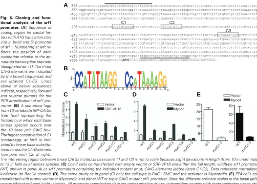 Fig. 6. Cloning and func-
