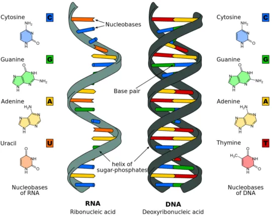 Figure 2.1: The Differences Between DNA and RNA 1 .