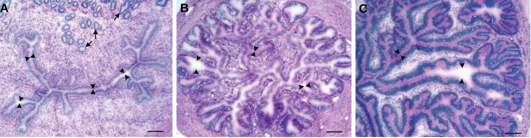Fig. 1. Frozen cross sections of the uterotubal junction (A), isthmus (B), and ampulla (C) of a preovulatory bovine oviduct, stained withPeriodic Acid Schiff to show mucopolysaccharides and with hematoxylin to stain nuclei measures about 125 much of which 