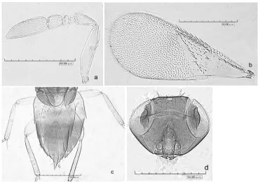 Fig. 1. Aphelinus babaneuri n. sp., female. a) antenna, b) fore wing, c) body, d) occiput.