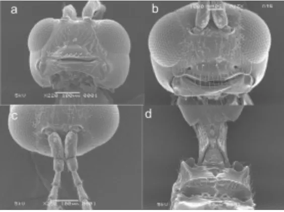 Fig. 3. Adult of L. (E.) deficiens. a-b) front of head, c) antenna, d) ventral of propodeum.