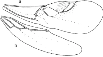 Fig. 2. Wings of L. (E.) deficiens. a) forewing, b) hindwing.