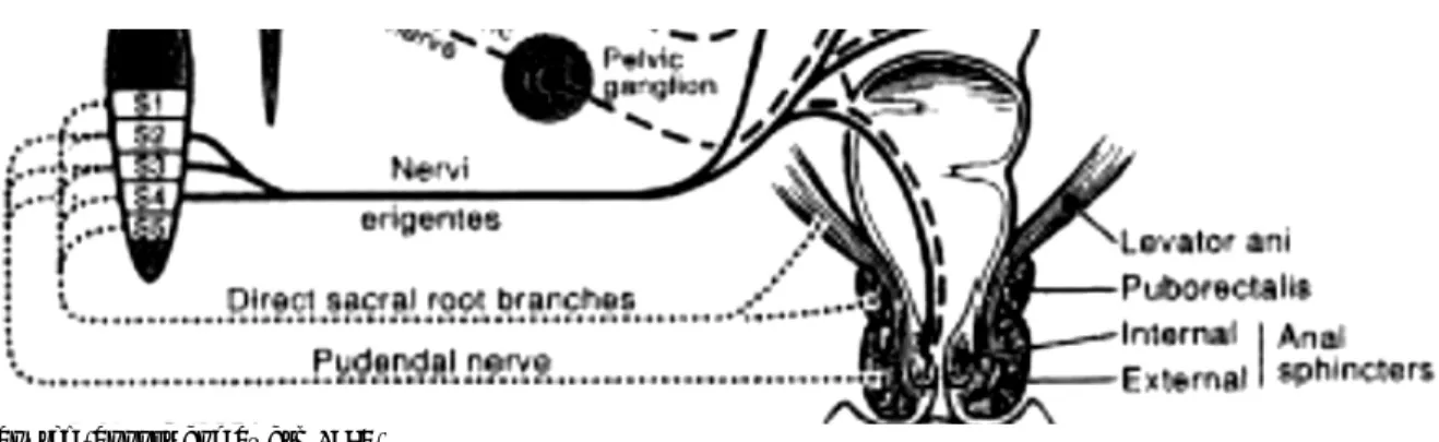 Figure 1.7  Innervation of the anal sphincter complex 