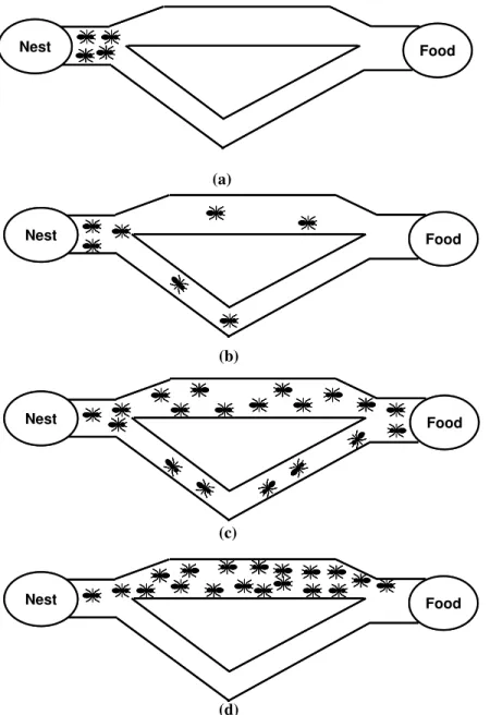 Figure 3.1 Ants’ foraging behavior in finding the shortest paths from their nest to the food source