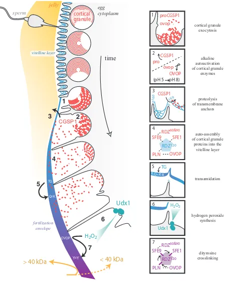 Fig. 1. Milestones of fertilization envelope formation. Diagram detailing the time-course of modification of the egg cortex and fertilization envelope(proCGSP1 = zymogenic form); OVOP, ovoperoxidase (ovop = zymogenic form); TG, transglutaminase; Udx1, urch