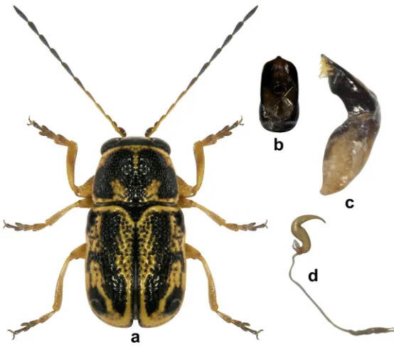 Fig. 1. Pachybrachis pentheri Ganglbauer, 1905. a. Habitus (male); b, c. Aedeagus; dorsal and lateral view; d