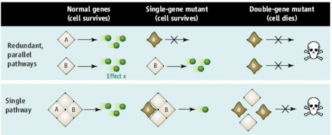 Figure 1-1: Potential mechanisms behind synthetic lethal interaction (image from [30]).