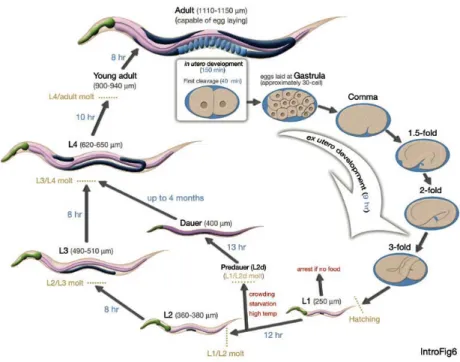 Figure 2-3: Life cycle of C. elegans at 22 ∘ C. 0 min is fertilization. Numbers in blue along the arrows indicate the length of time the animal spends at a certain stage.