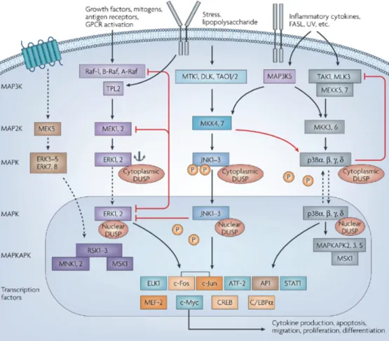 Figure 2-4: The three main arms of the mitogen-activated protein kinase (MAPK) pathway, ERK (extracellular signal-regulated kinase), JNK (c-Jun N-terminal kinase) and p38 are shown