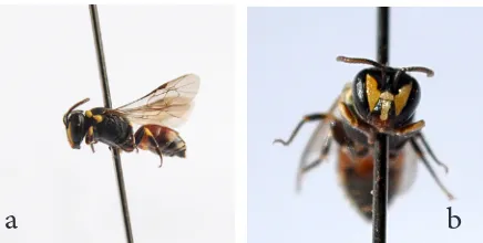 Fig. 1. Original photos of Hylaeus meridionalis a: female 6,5mm, b: Head frontal view, (1,8mm wide and long) 