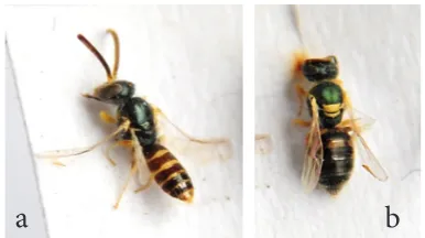 Fig. 3. Original photos of Nomioides facilis a: female 3,5 mm. b: male 3,3mm