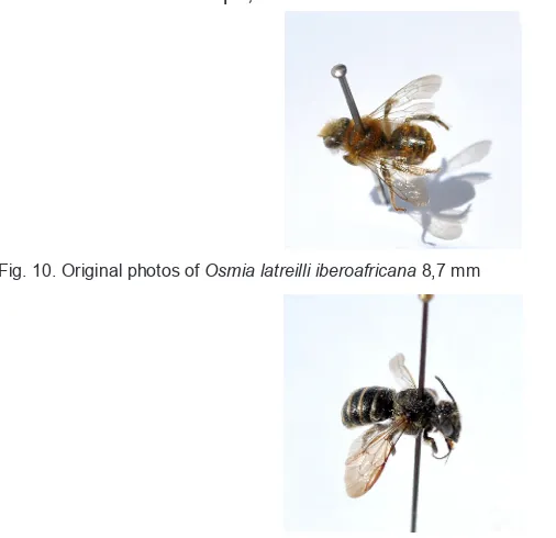 Fig. 10. Original photos of Osmia latreilli iberoafricana 8,7 mm