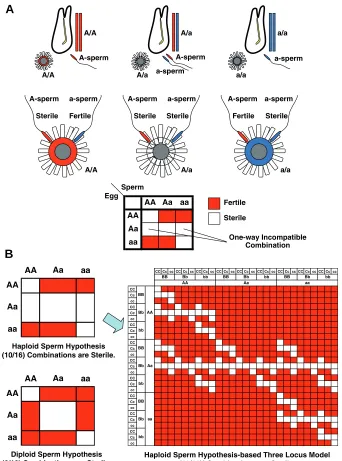 Fig. 1. Haploid sperm hypothesis for the SI