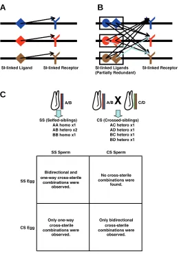 Fig. 2. Self- or nonself-recognition-based SI systems. (A) Schematic