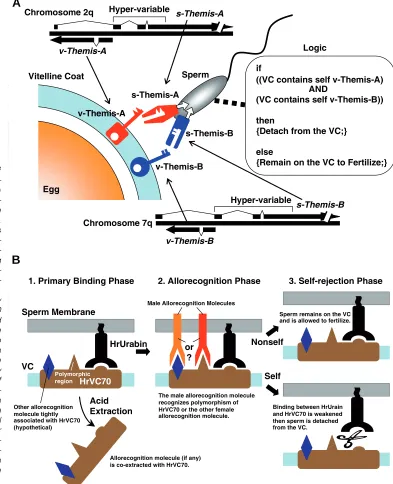 Fig. 3. Molecular mechanisms of