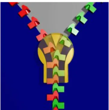 Figure 6. Cross section of a zipper joint (8) 
