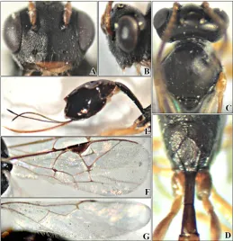 Fig. 2. Adult specimens of  Aneuclis incidens:  A. Female, B. Male.