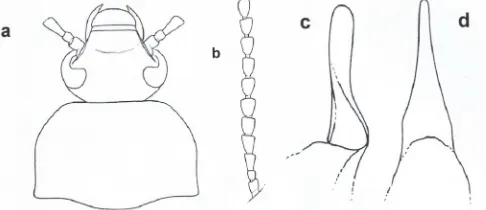 Fig. 5. Mycetochara quadrimaculata Latreille, 1804: a) Habitus of male with two elytral spots; b) Habitus of typical male with four elytral spots.