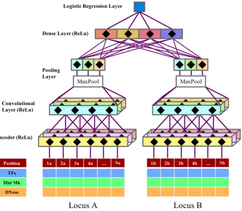 Figure 2.6.1 | The structure of the SCNN in  c -SCNN 