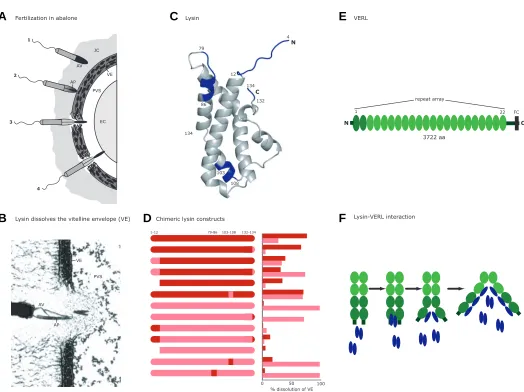 Fig. 2. Interaction of lysin and "vitelline envelope receptor for lysin" (VERL) during abalone fertilization