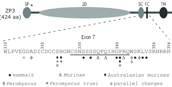 Fig. 3. Adaptive evolution of ZP3 in mam-