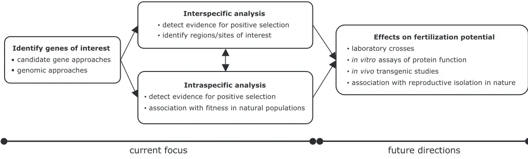 Fig. 4. Common approaches and new directions in the study of reproductive protein evolution.