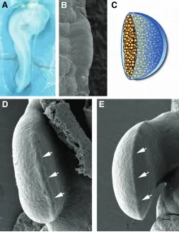 Fig. 1. Overview of limb development. (A) View of a stage 17HH chickdepicted in blue and mesodermal cells in yellow