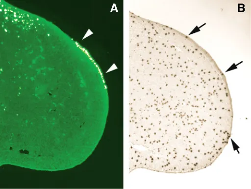 Fig. 2. Morphology of the Apical Ectodermal Ridge (AER). Semithin sections through the distal tipperiderm layer