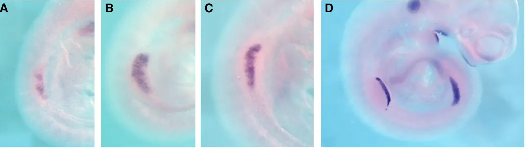 Fig. 4. Fgf8 expression in mouse pre-AER and AER cells. emerging limb bud Fgf8 expression is first detected in a patched pattern in the ventral ectoderm of the(A)