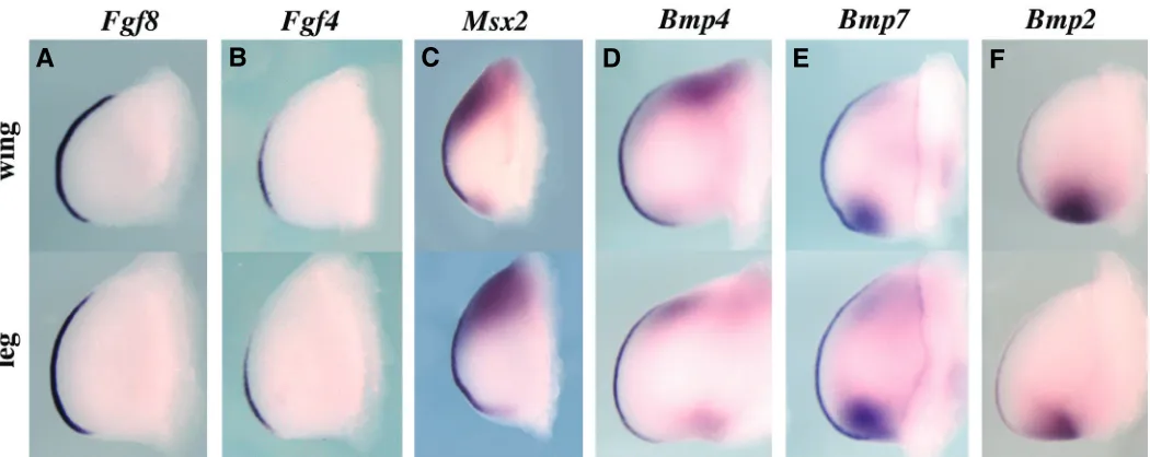 Fig. 5. Expression of Fgf8, Fgf4, Msx2, Bmp4, Bmp7 and Bmp2 in the chick limb bud. All the panels are ventral pictures of chick wings (top) andlegs (bottom) stage 22-23HH after hybridization with the specific probe indicated on the top