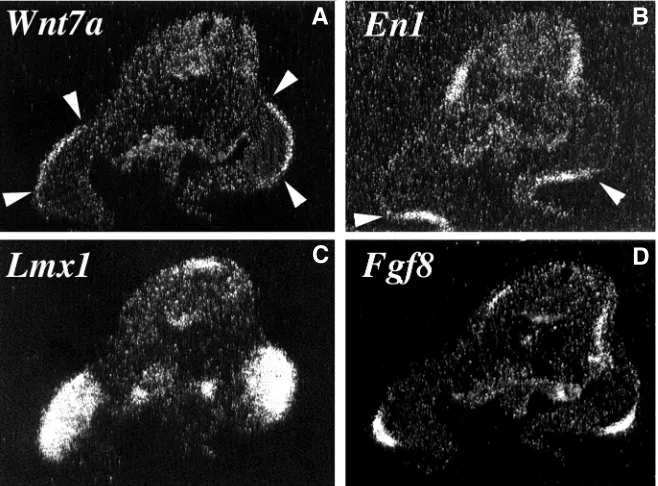 Fig. 7. Expression of Wnt7a, En1, Lmx1b and Fgf8. Dark-field micrographs of buds with the probes indicated in each panel
