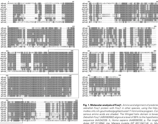 Fig. 1. Molecular analysis of Foxj1. Amino acid alignment of predicted