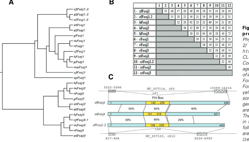 Fig. 2. Comparison of Foxj
