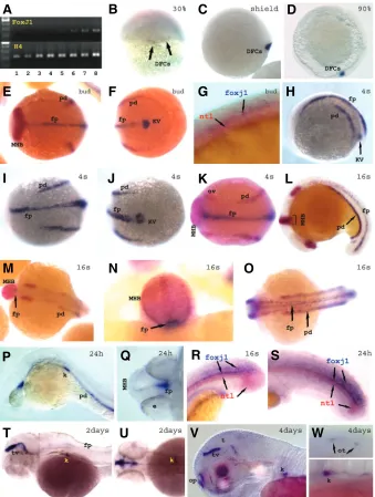 Fig. 3. Expression pattern of foxj1. (A) RT-PCR