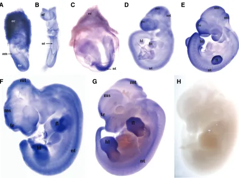 Fig. 2. Expression of Sepp mRNA in whole mouse embryos on embryonic days (E) 7.5 -12.5