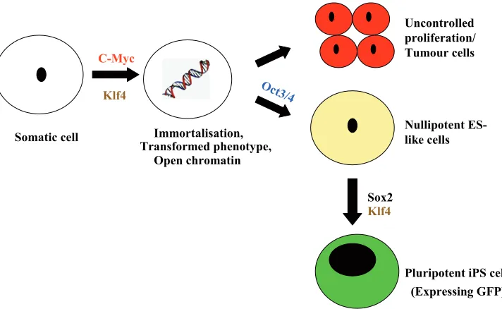 Fig. 2. Model for the generation of iPS cells by the retroviral transduction of four genes