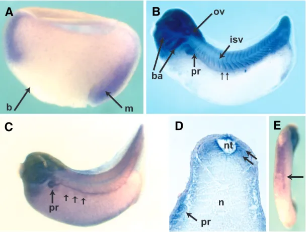 Fig. 1. Developmental expression of C1qA. notochord (n). expression in the pronephric duct