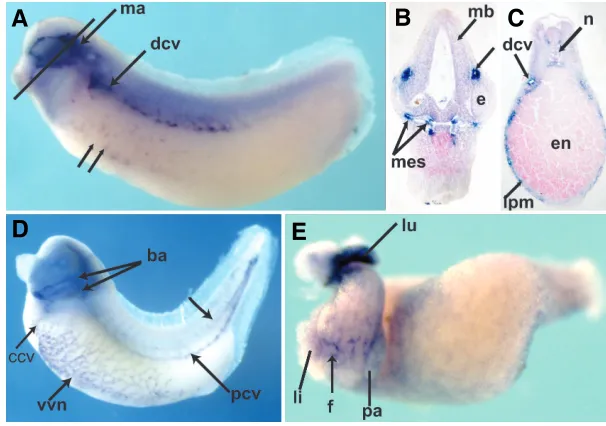 Fig. 2. Developmental expression of C1qR.Cconsistent with neural crest expression. eye (e)